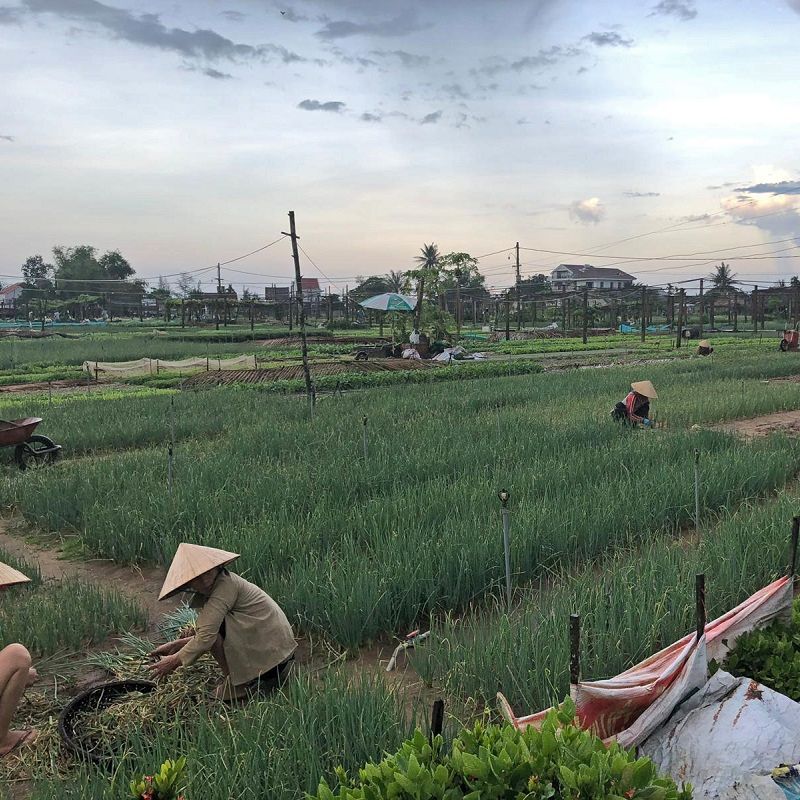 Fietstocht Hoi An - individuele rondreis Vietnam - Puur Azië