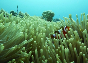 Duiken Gili eilanden - rondreizen Lombok, Indonesië - Puur Azië