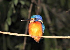 Kingfisher - Tabin Wildlife - individuele rondreis Borneo - Puur Azië