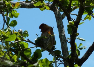 Neusaap Bako NP - Sarawak - rondreis Borneo - Puur Azië
