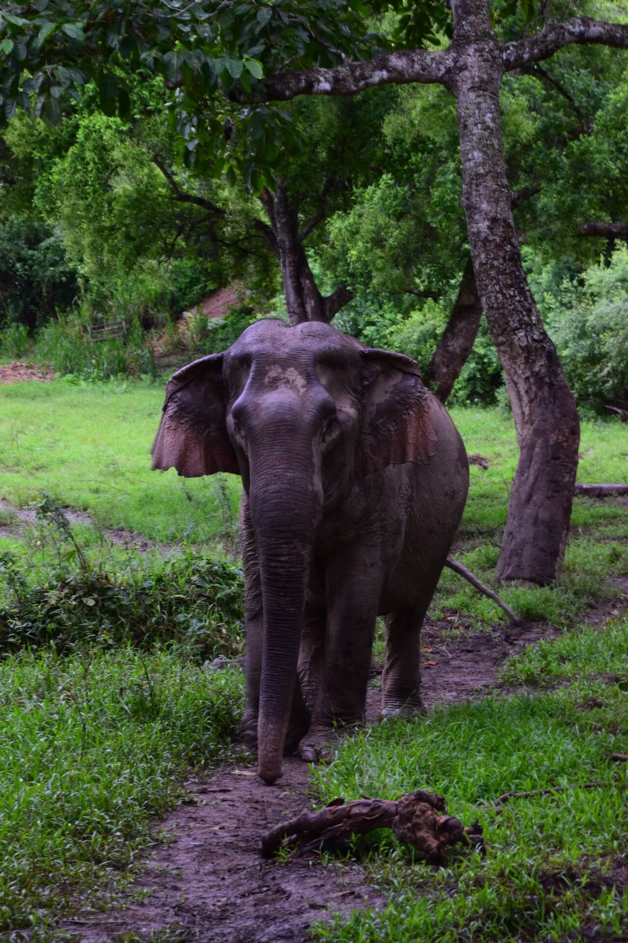 Olifant 2 - rondreis Thailand & Laos - Puur Azië