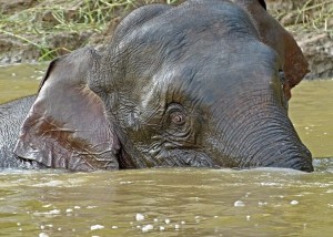 Olifant Kinabatangan Rivier - Hoogtepunten van Borneo - Puur Azië