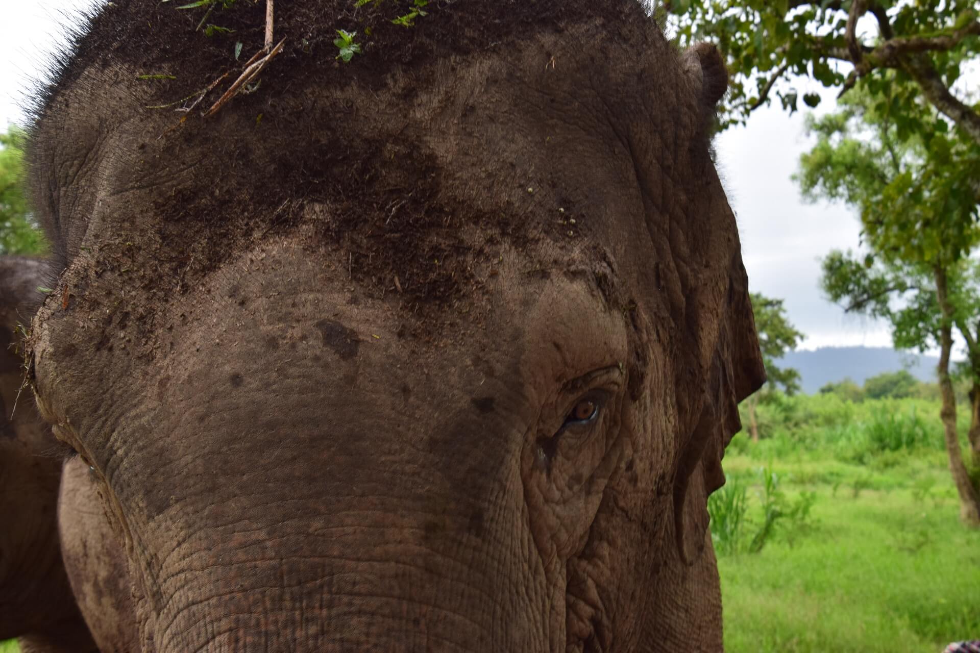 Olifant - rondreis Thailand & Laos - Puur Azië