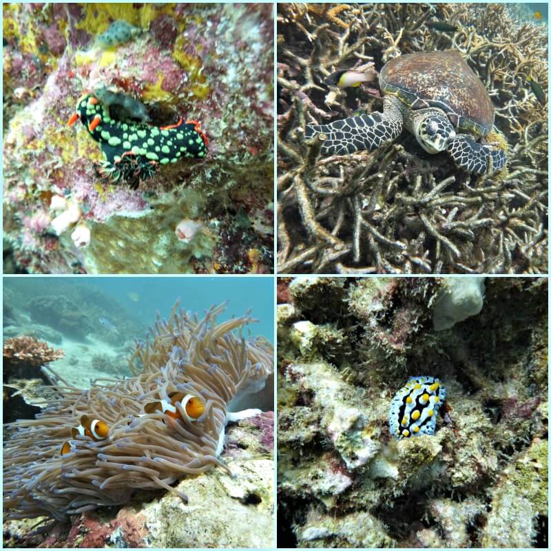 Onderwaterwereld Tioman - Puur Azië