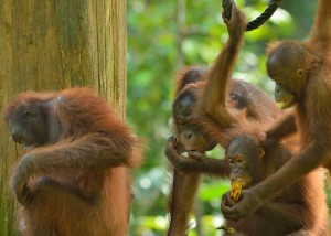Sepilok Orang Oetans - individuele rondreis Borneo - Maleisië