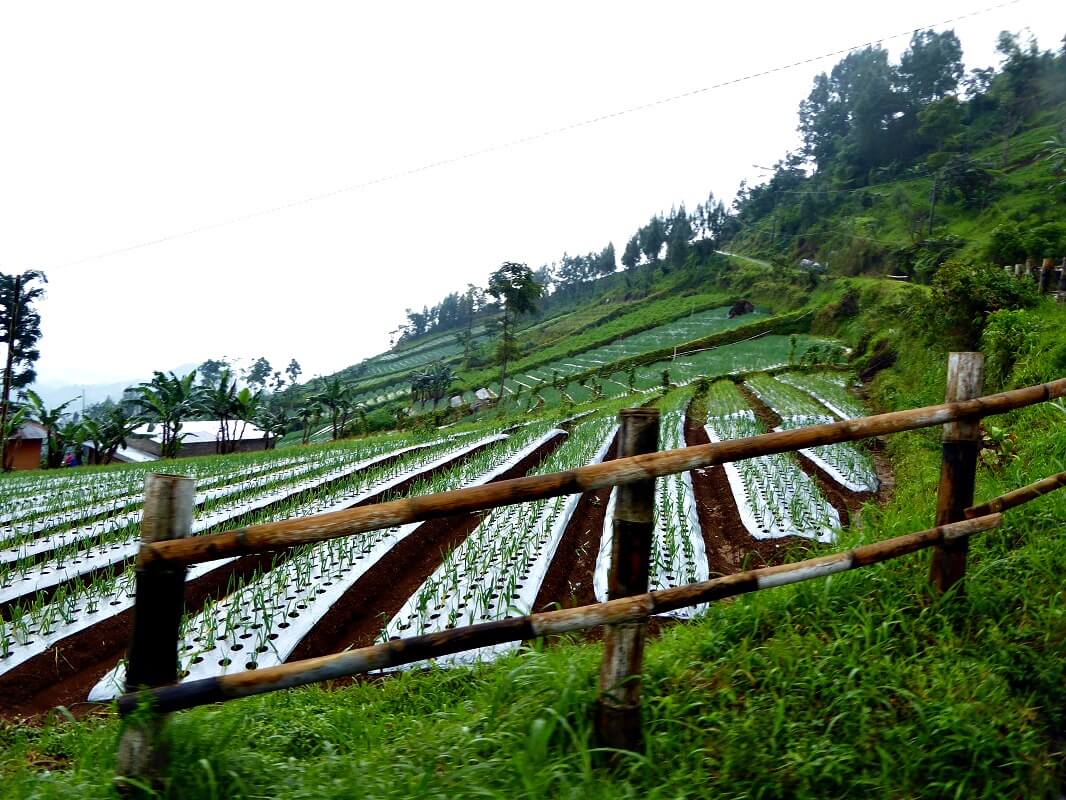 Met groente verbouwde helling Gunung Lawu - Java - individuele rondreis Indonesië - Puur Azië