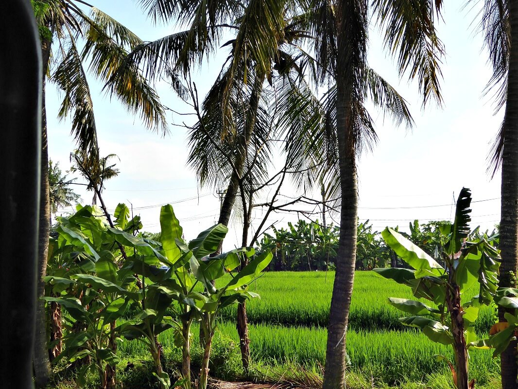 Groene omgeving Ubud - Bali - individuele rondreis Indonesië - Puur Azië