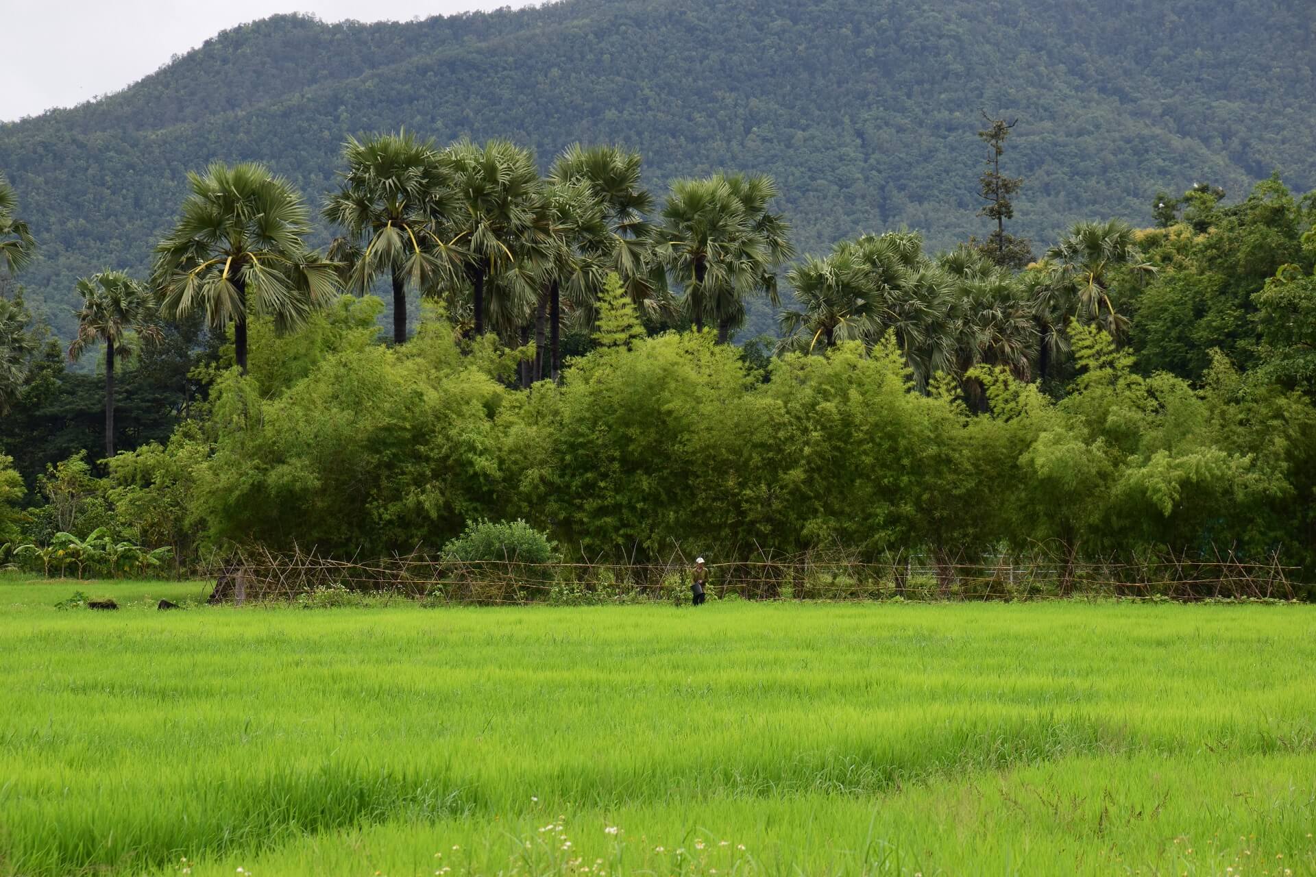 Pong Huai Lan Local Community 2 - rondreis Thailand & Laos - Puur Azië