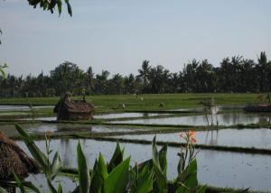 Rijstvelden Java - individuele rondreis Sumatra Java Bali- Puur Azië