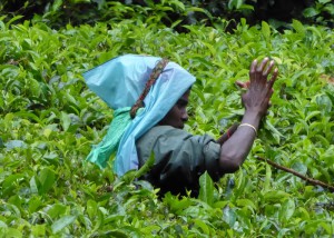Theeplukster Ella 2 - rondreis Sri Lanka - Puur Azië