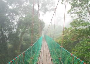 Loopbrug Danum Valley - rondreizen Maleisisch Borneo - Puur Azië