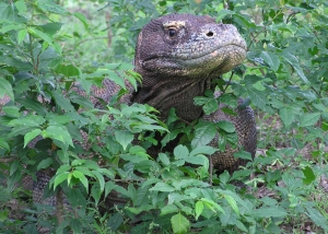 Komodovaraan Komodo - Flores - rondreis Kleine Sunda Eilanden - Indonesië - Puur Azië