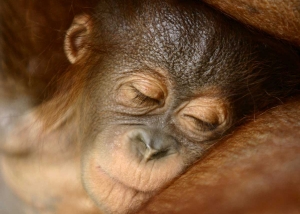 Orang-oetan - rondreizen - Puur Azië