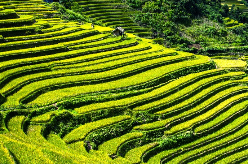 Rijstterrassen Sapa - individuele rondreis Vietnam - Puur Azië