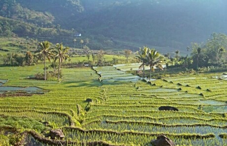 Kelimutu rijstterrassen - individuele rondreis Flores, Komodo & Sumbawa - Puur Azië