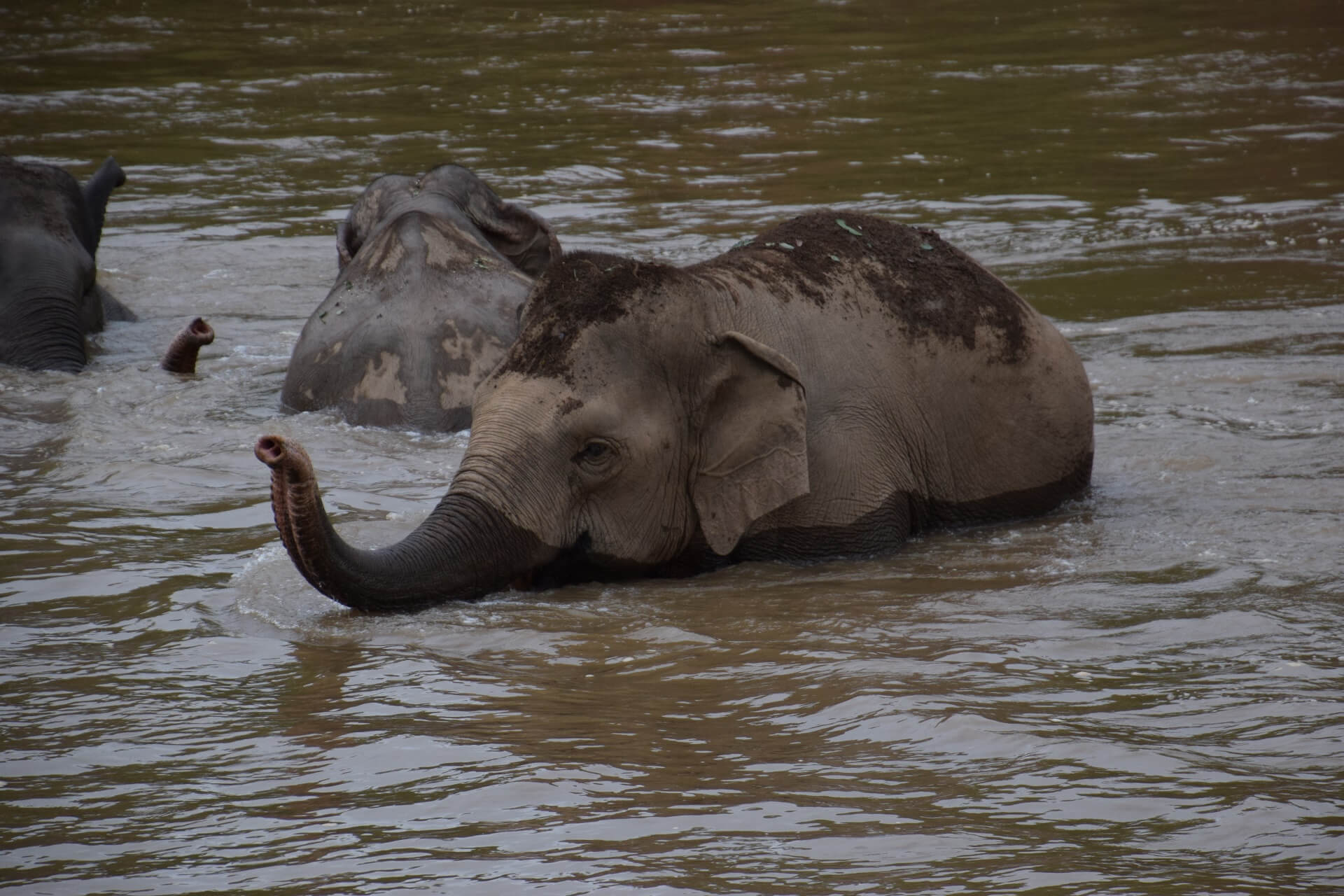 Olifant 3 - rondreis Thailand & Laos - Puur Azië
